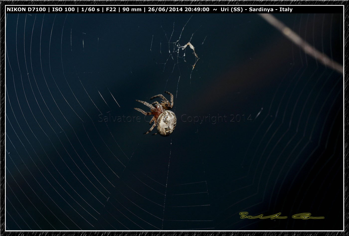 Larinioides sp. - bacino del Cuga (SS)